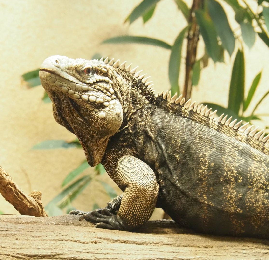 Cuban iguana (Cyclura nubila nubila), 2023-04-08