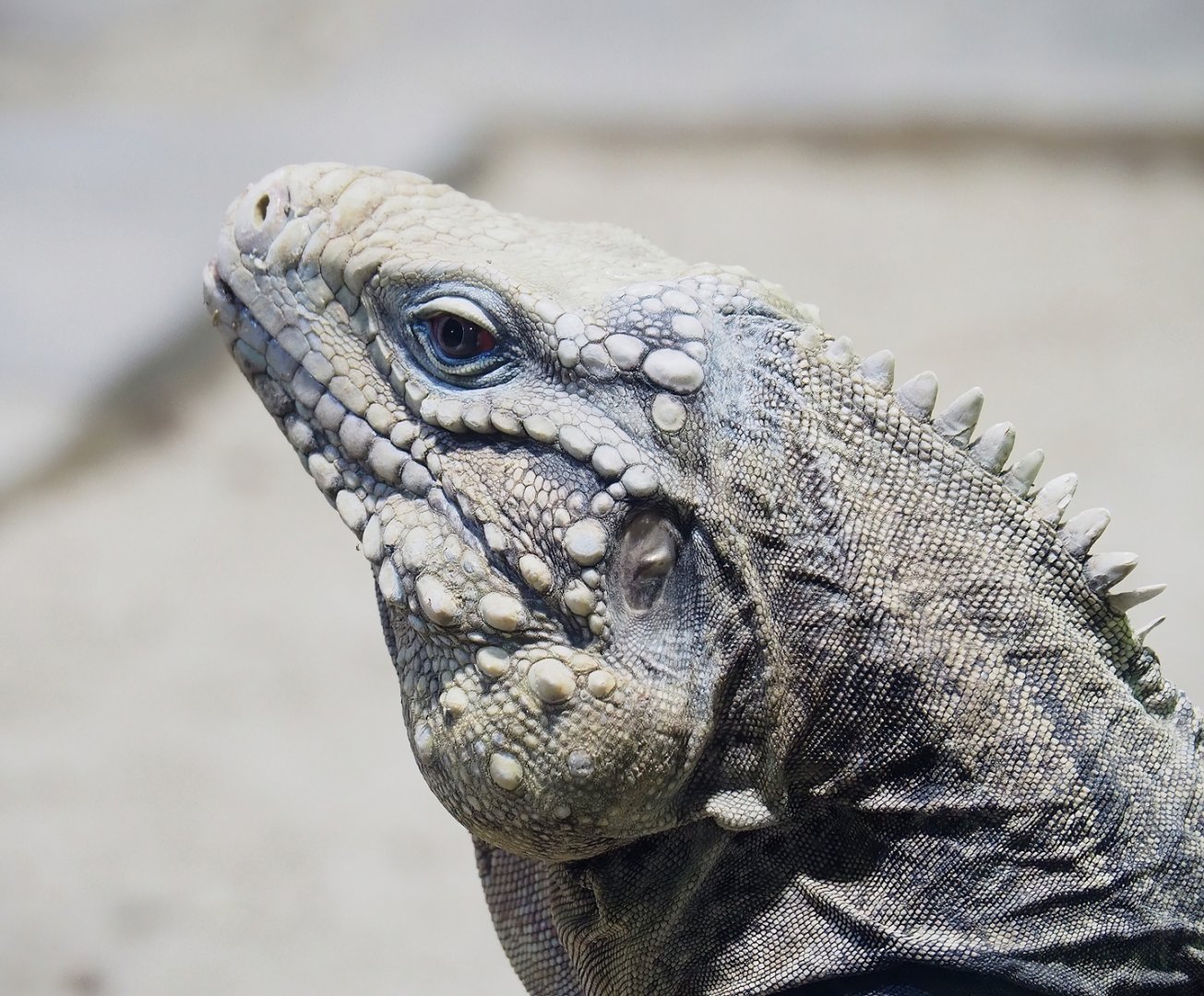 Cuban iguana (Cyclura nubila nubila), 2023-05-15