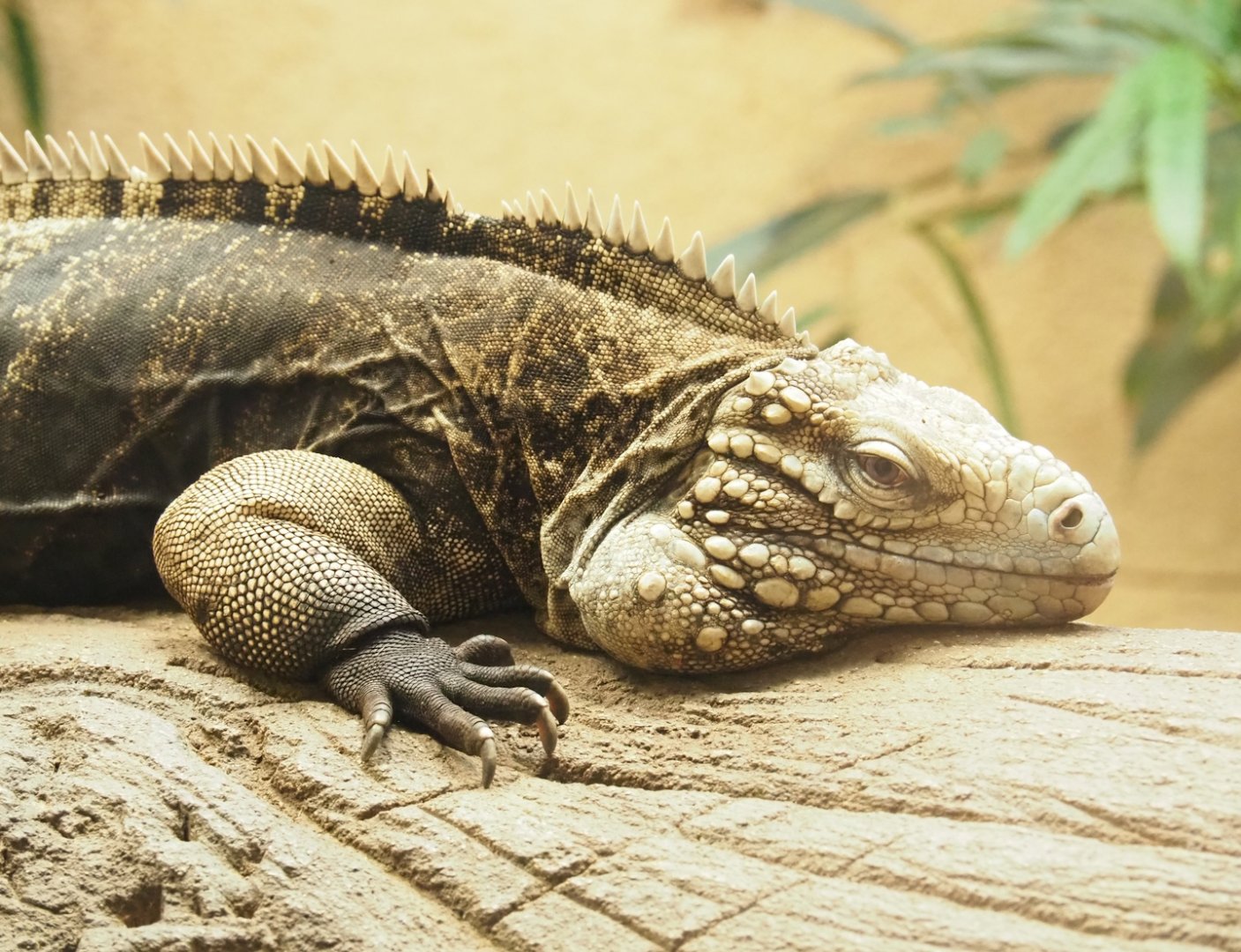 Cuban iguana (Cyclura nubila nubila), 2023-07-02