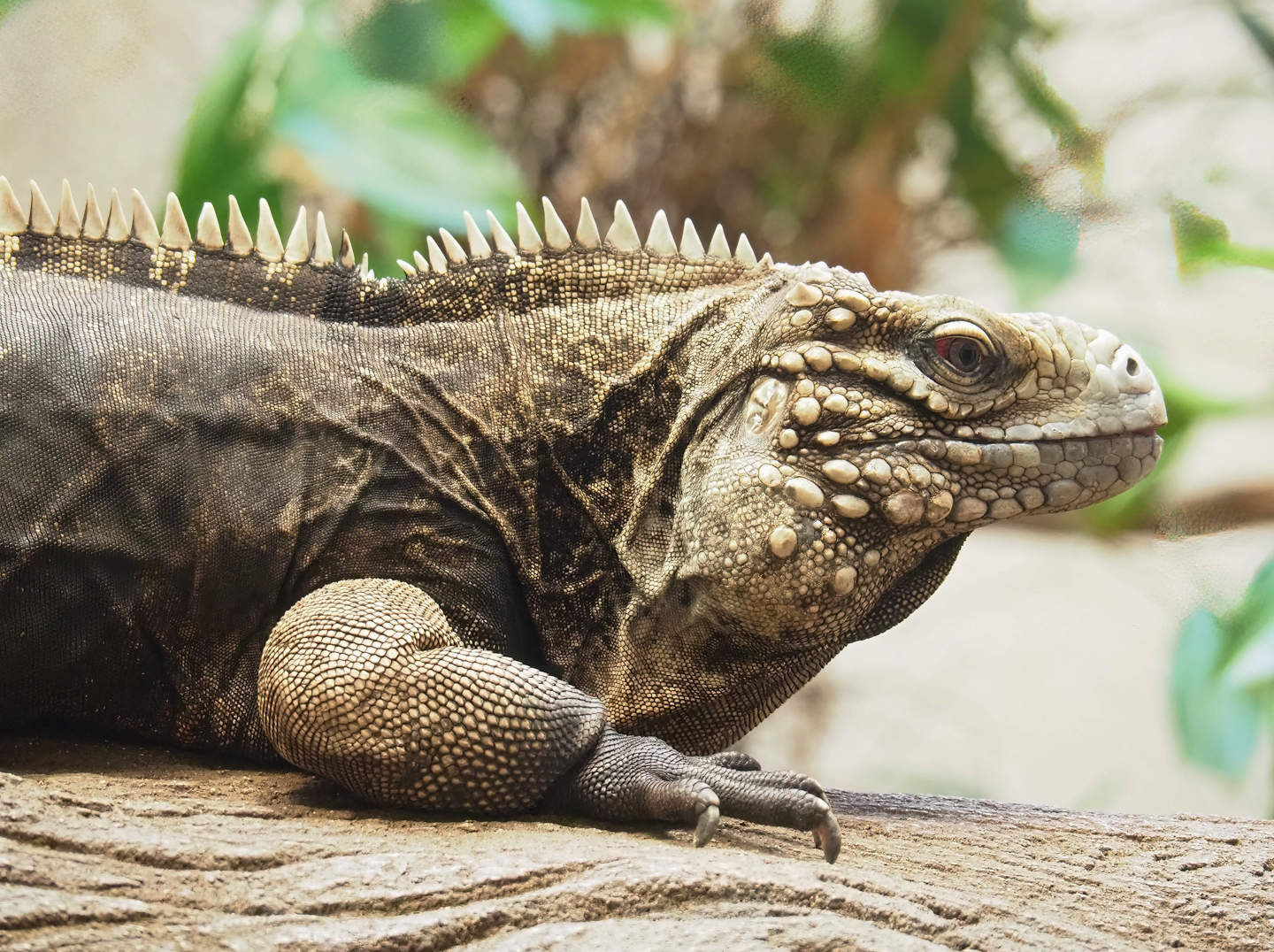 Cuban iguana (Cyclura nubila nubila), 2023-07-22