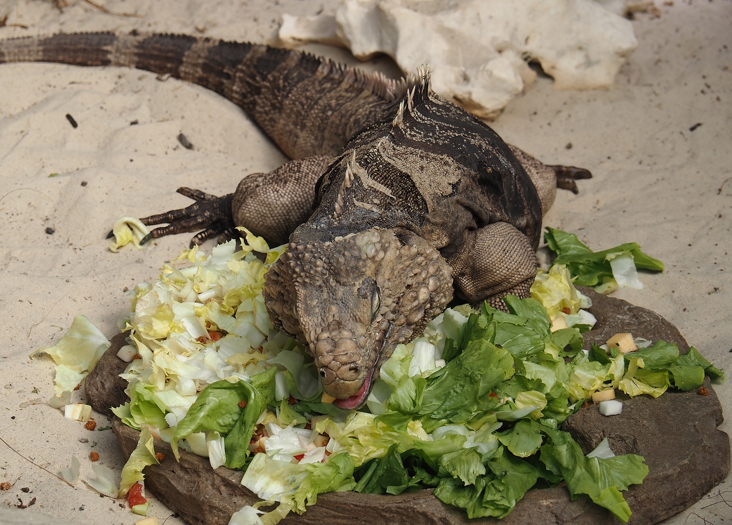 Cuban iguana (Cyclura nubila nubila), 2024-06-08