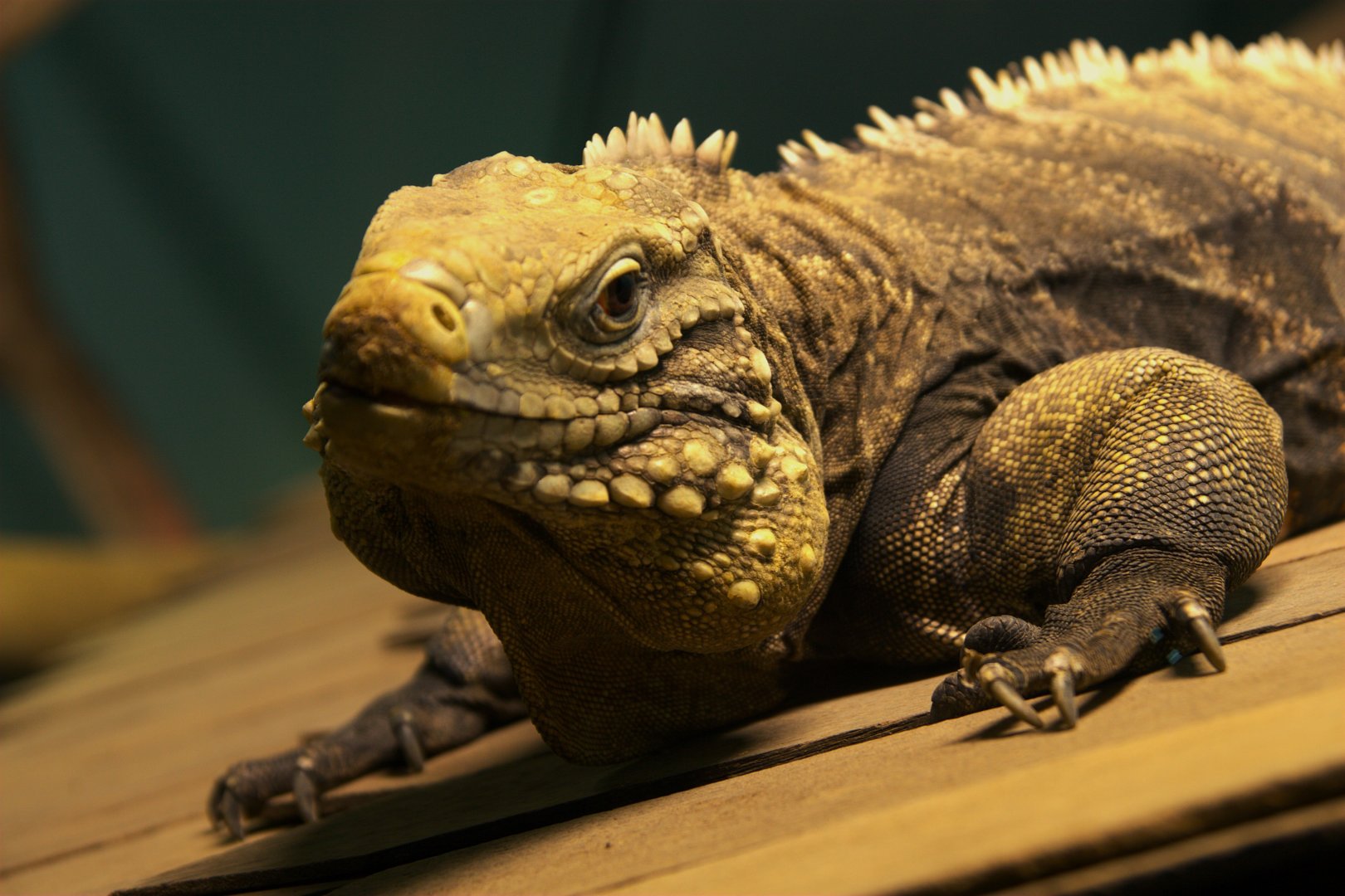 Cuban Iguana (Cyclura nubila nubila), 25-04-25