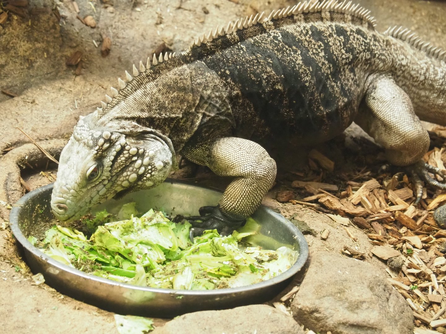 Cuban iguana (Cyclura nubila nubila) eating its salad, 2019-04-20