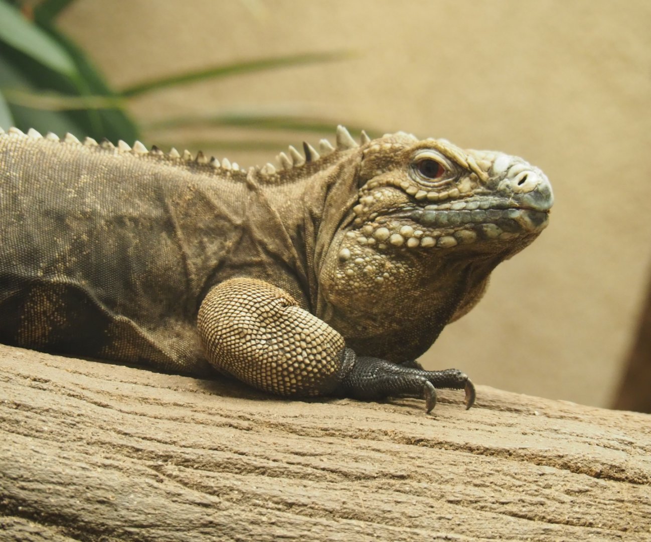 Cuban iguana (Cyclura nubila nubila), Feb 27th, 2019