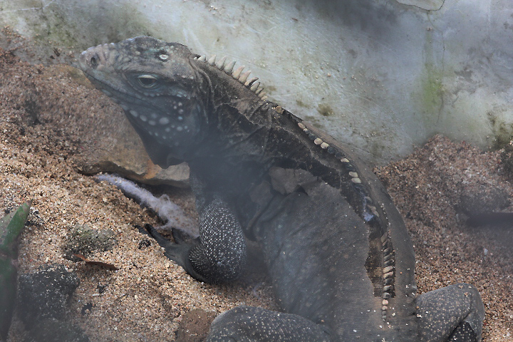Cuban iguana (Cyclura nubila nubila) - Museum Komodo