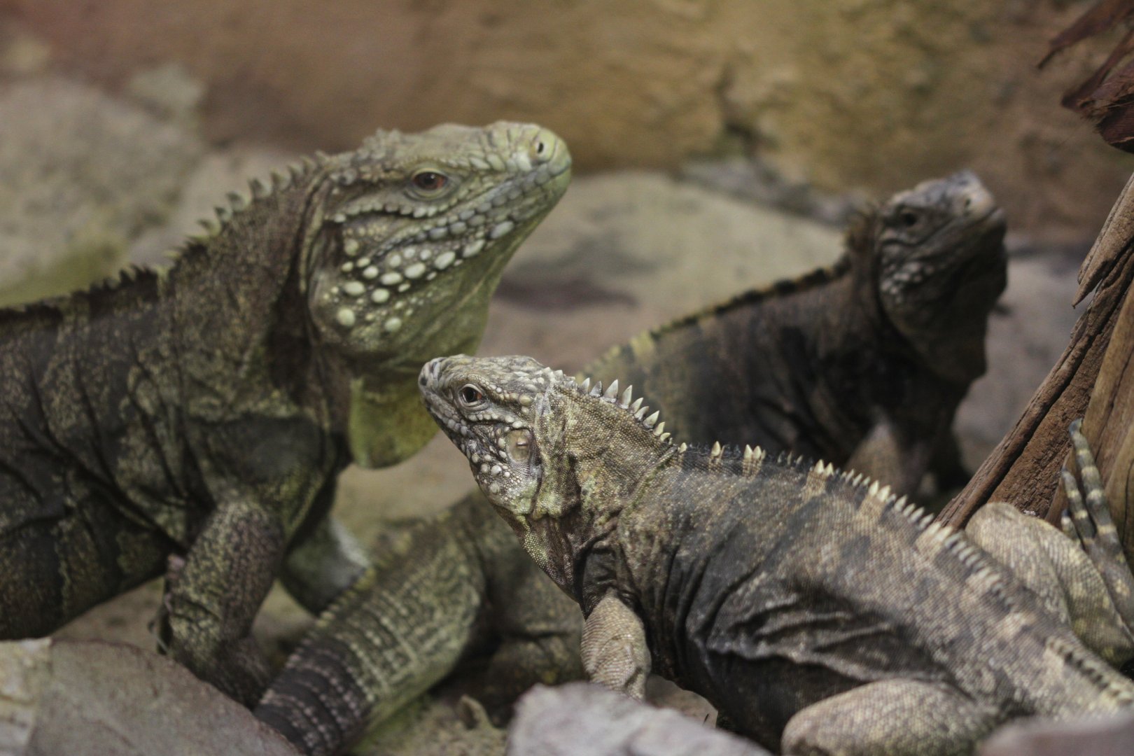 Cuban iguana (Cyclura nubila nubila)
