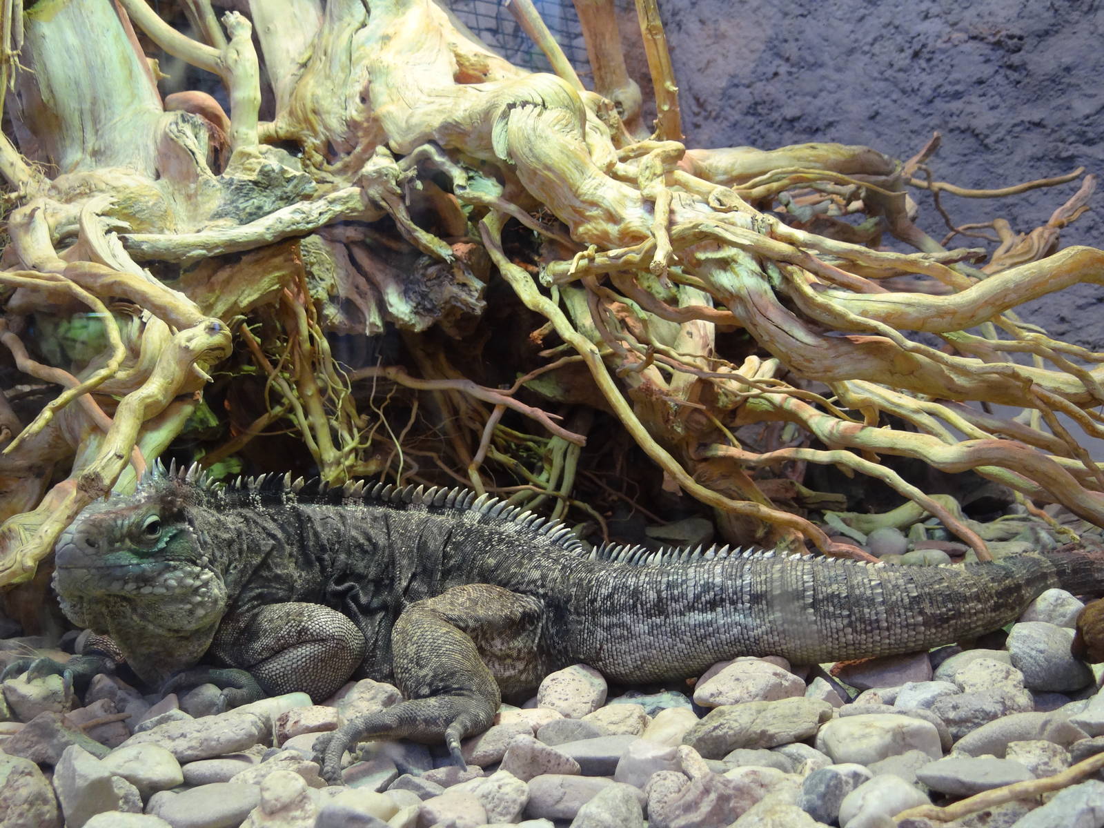 Cuban iguana (Cyclura nubila)