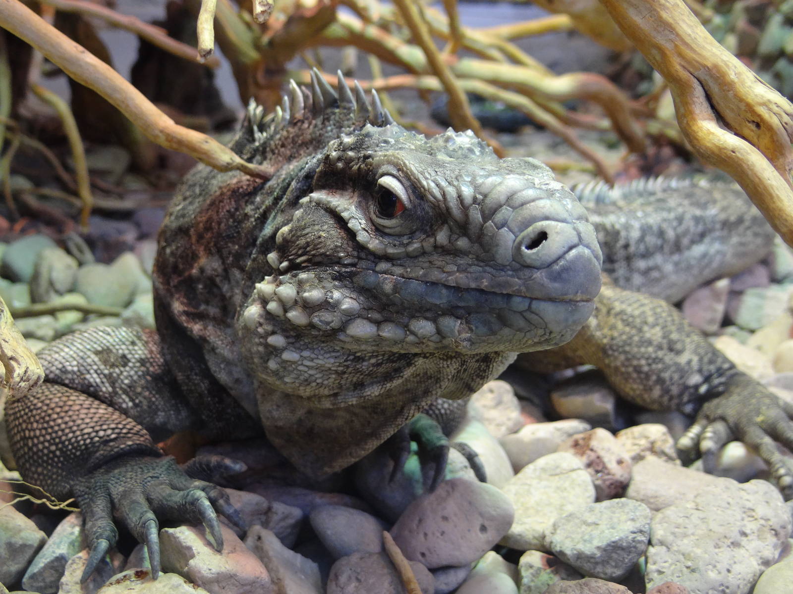 Cuban iguana (Cyclura nubila)
