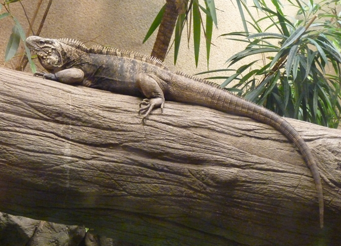 Cuban iguana (Cyclura nubila)