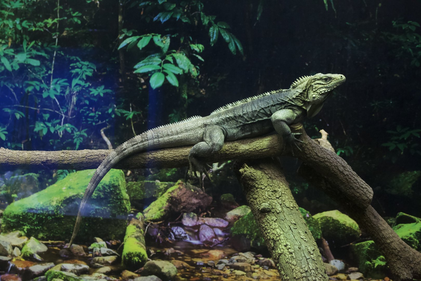 Cuban Iguana/ Cyclura nubila