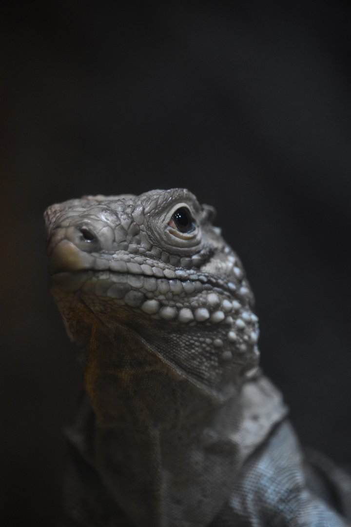 Cuban iguana, Cyclura nubila