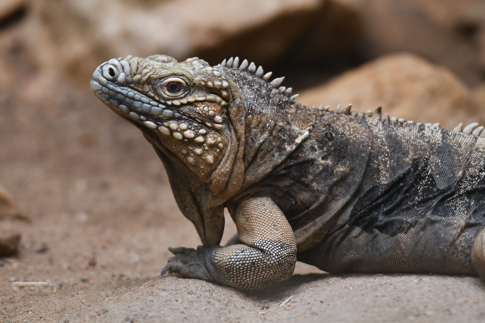 Cuban iguana Cyclura nubila
