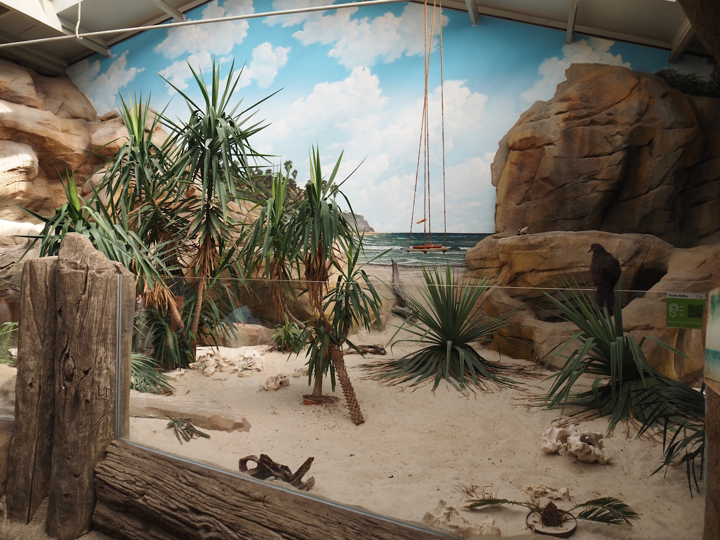 Cuban iguana exhibit, 2024-06-08