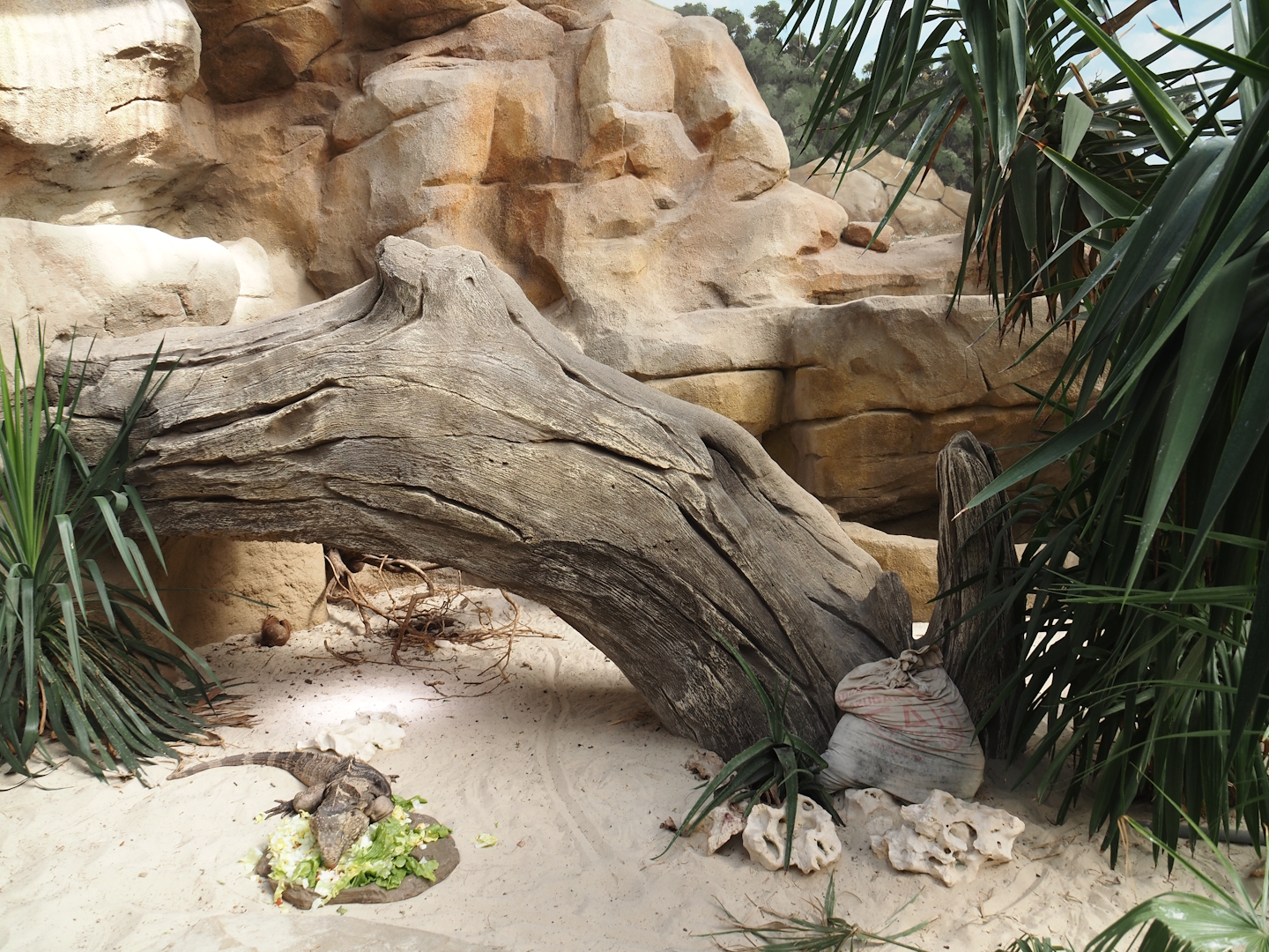 Cuban iguana exhibit, 2024-06-08