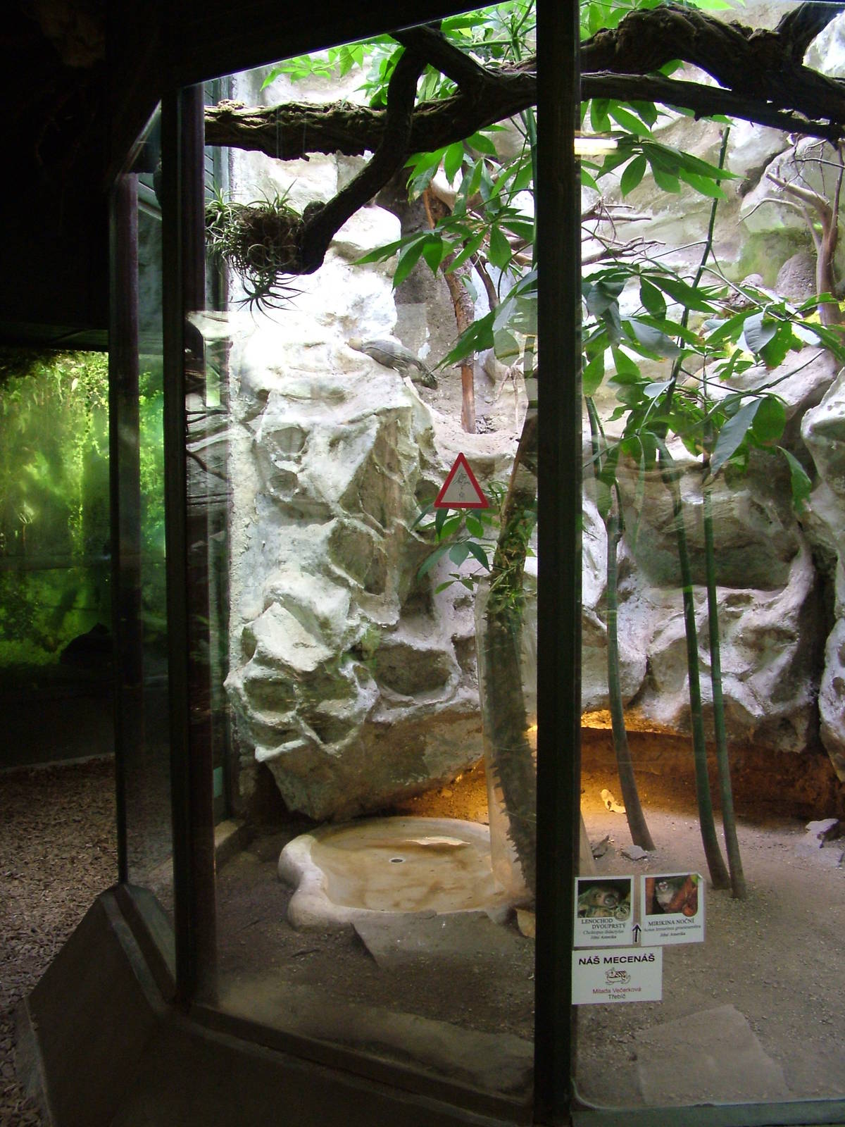 Cuban Iguana exhibit at Jihlava, 31/05/10