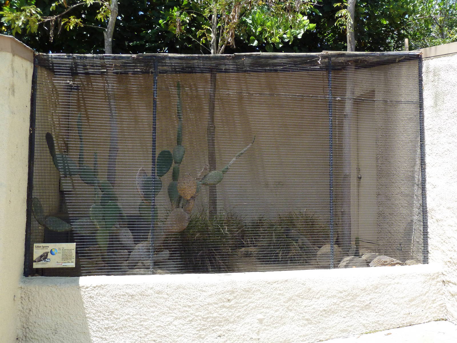 Cuban Iguana Exhibit