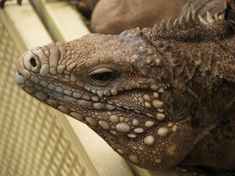 Cuban iguana @ Prague zoo