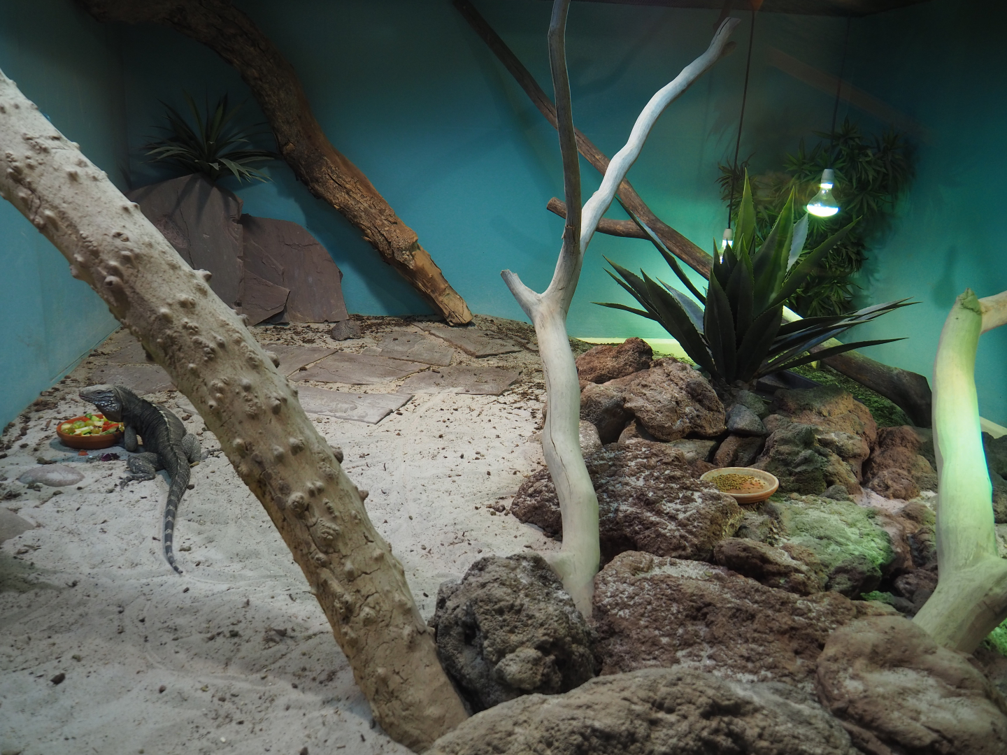 Cuban iguana terrarium, 2019-10-04