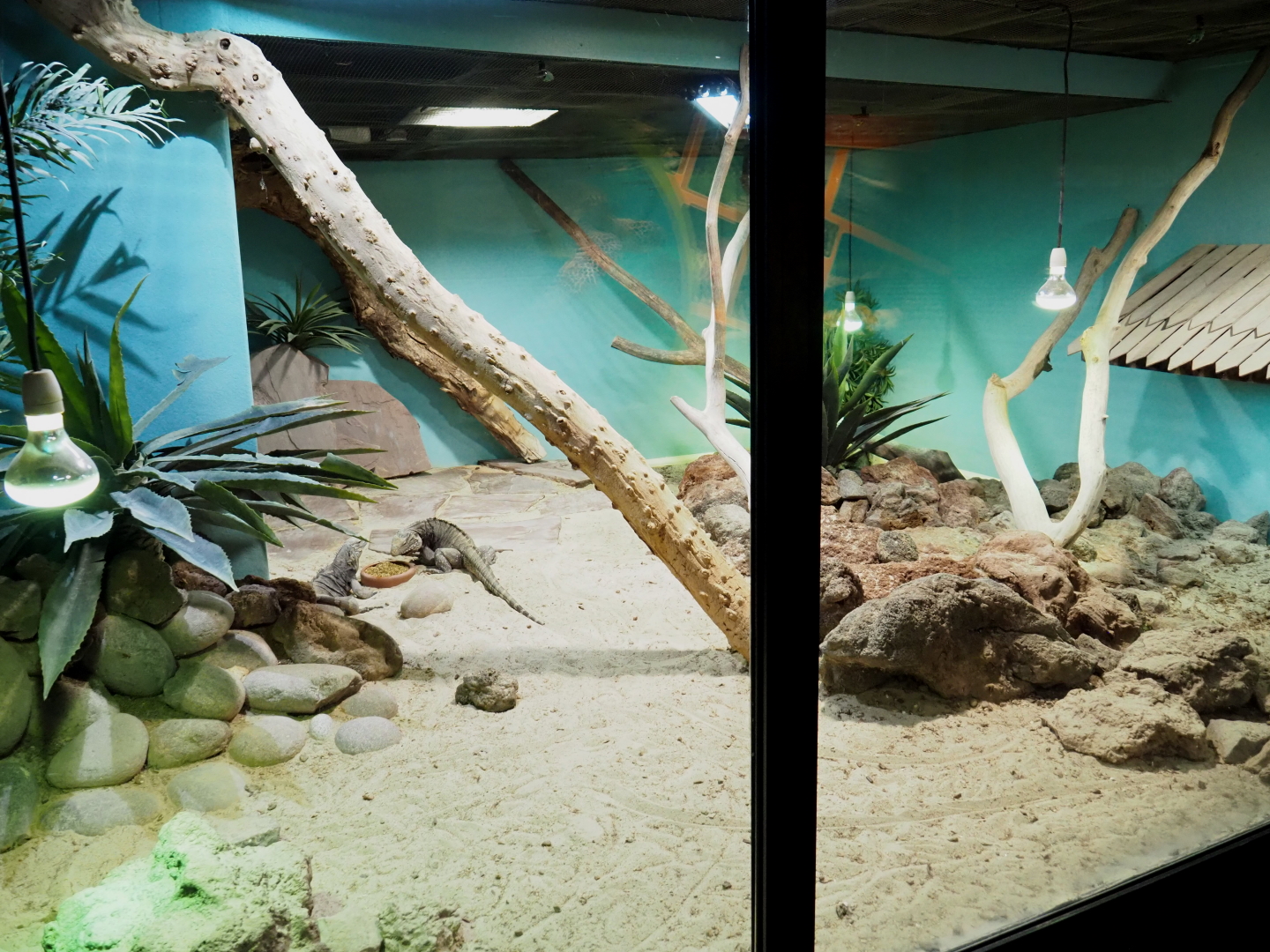 Cuban iguana terrarium, 2021-09-03