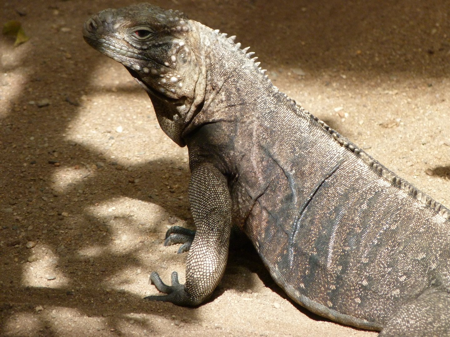 Cuban iguana -Zoo Praha (2025)