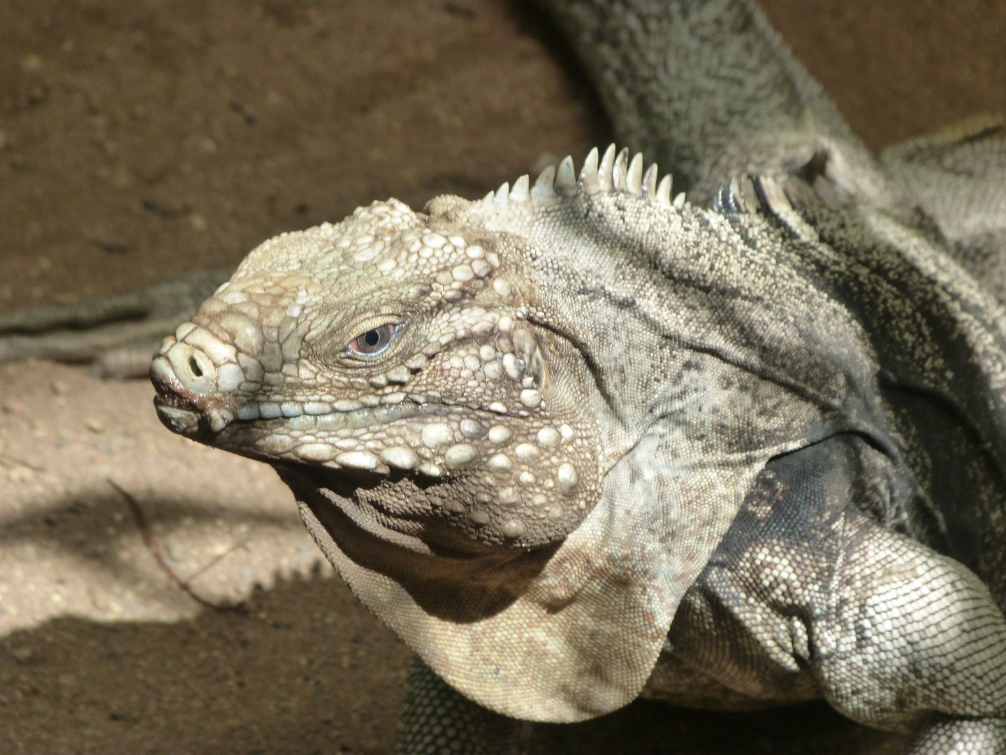 Cuban iguana -Zoo Praha (2025)