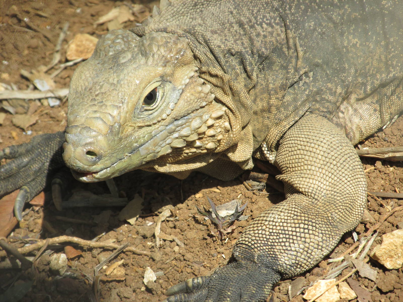 cuban iguana zoologico nacional