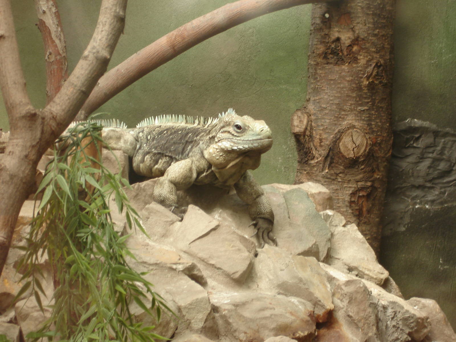 Cuban Iguana