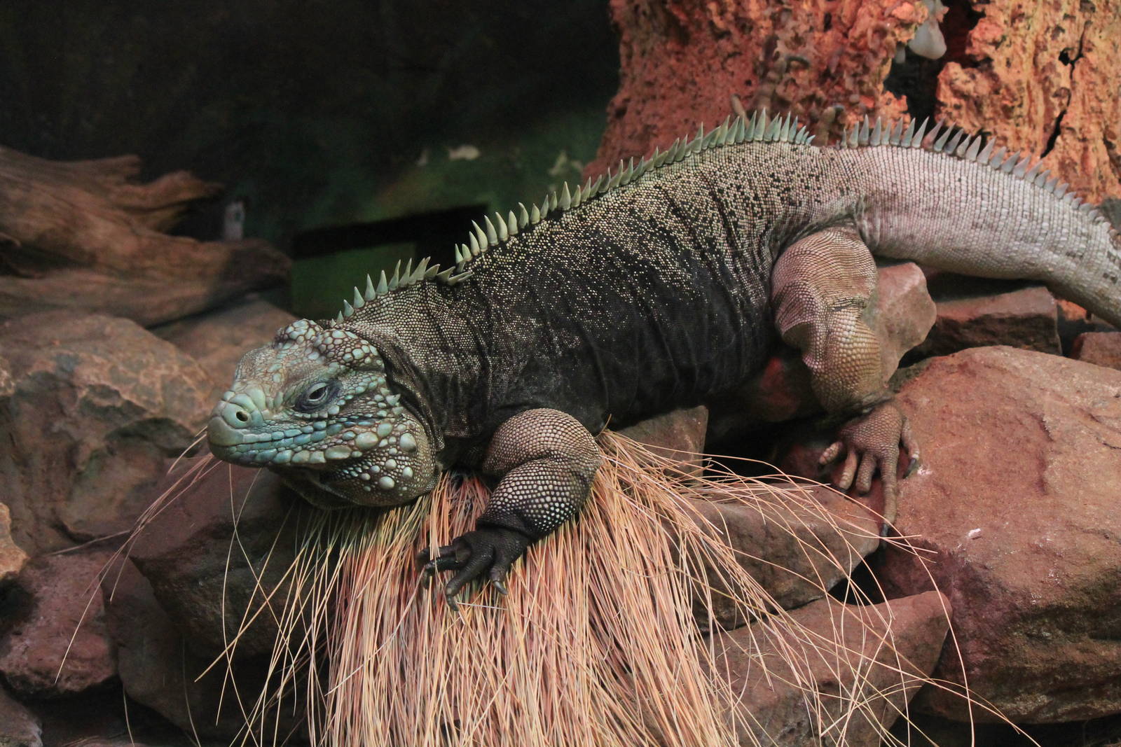 Cuban Iguana
