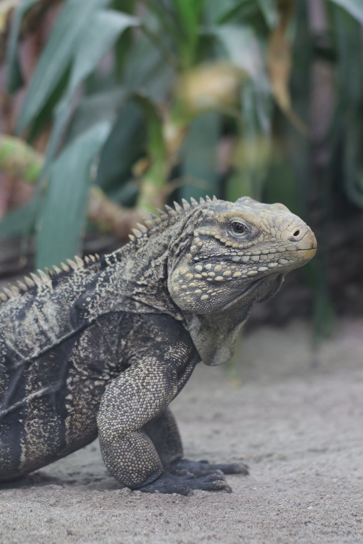 Cuban iguana