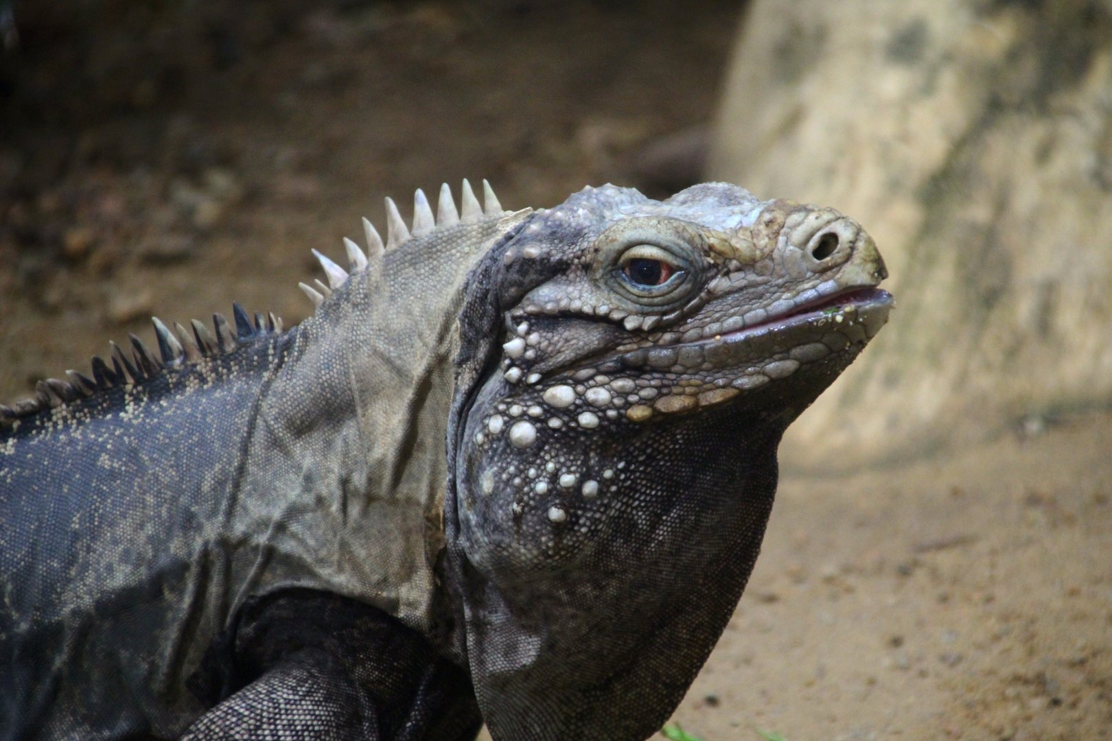 Cuban Iguana