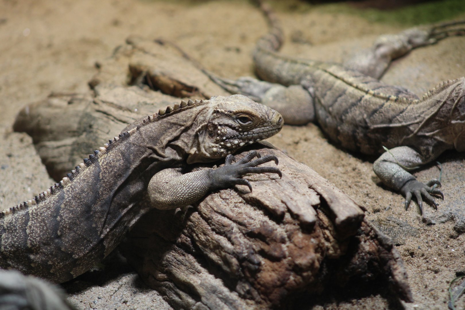 Cuban Iguana