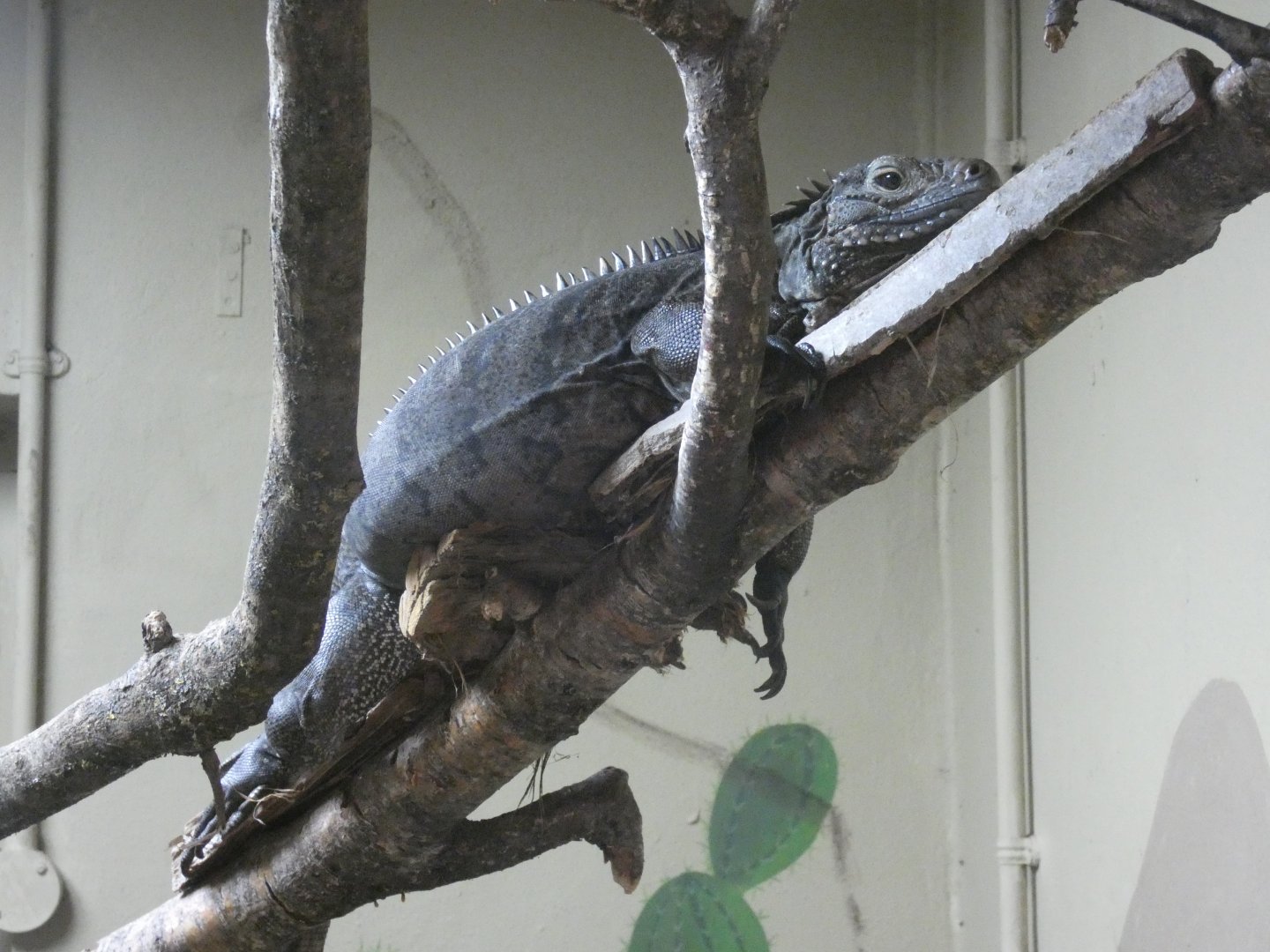 Cuban iguana