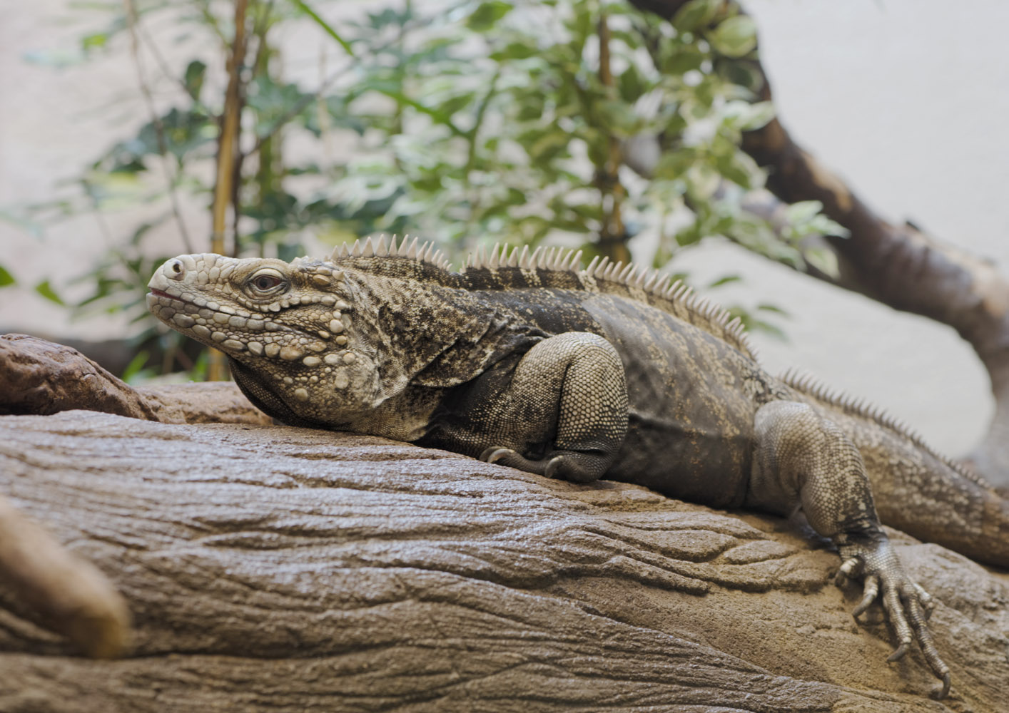 Cuban iguana