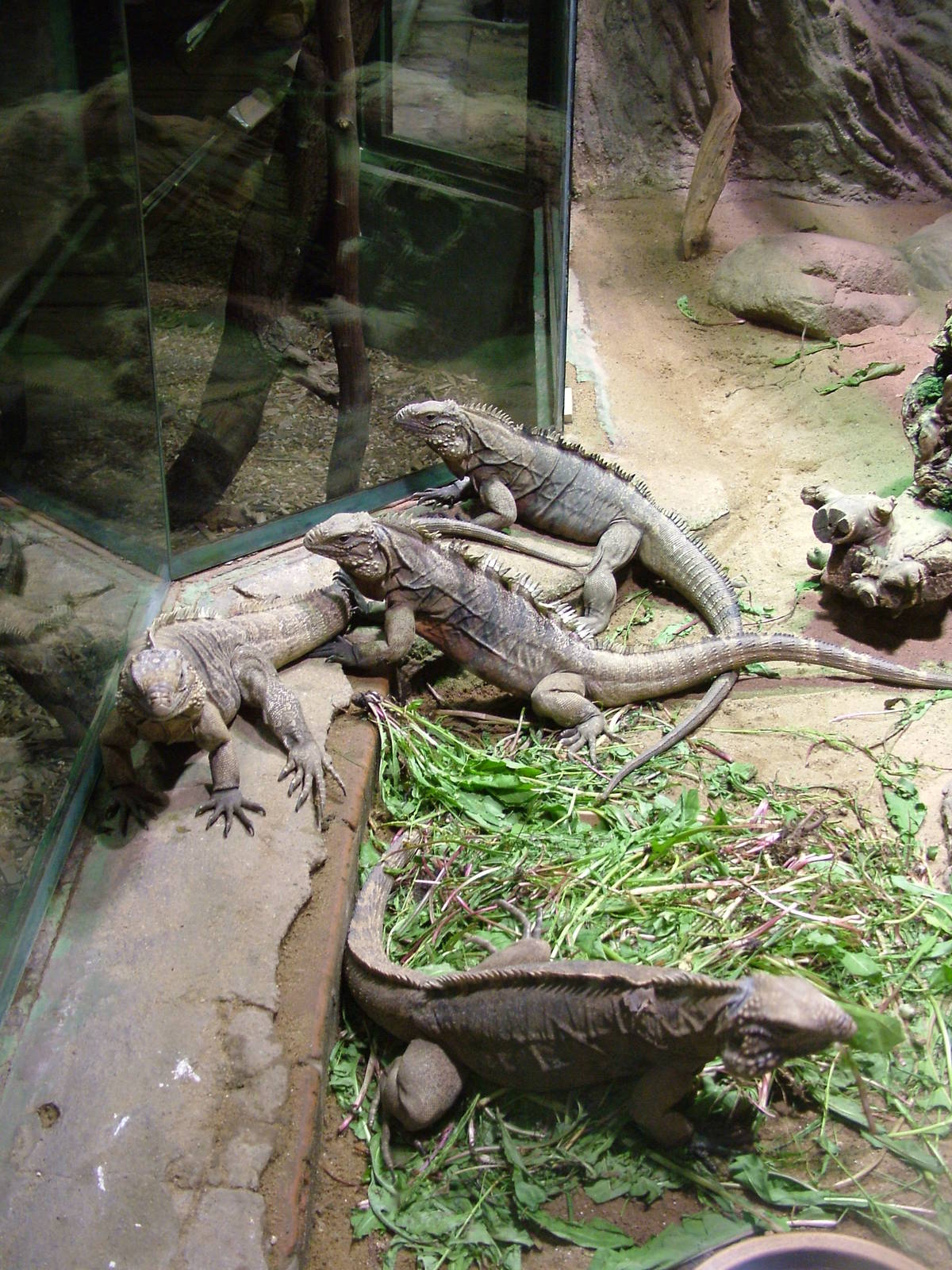 Cuban Iguanas at Prague, 24/05/10