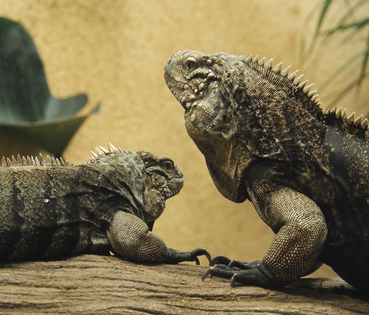 Cuban iguanas (Cyclura nubila nubila), 2020-09-20