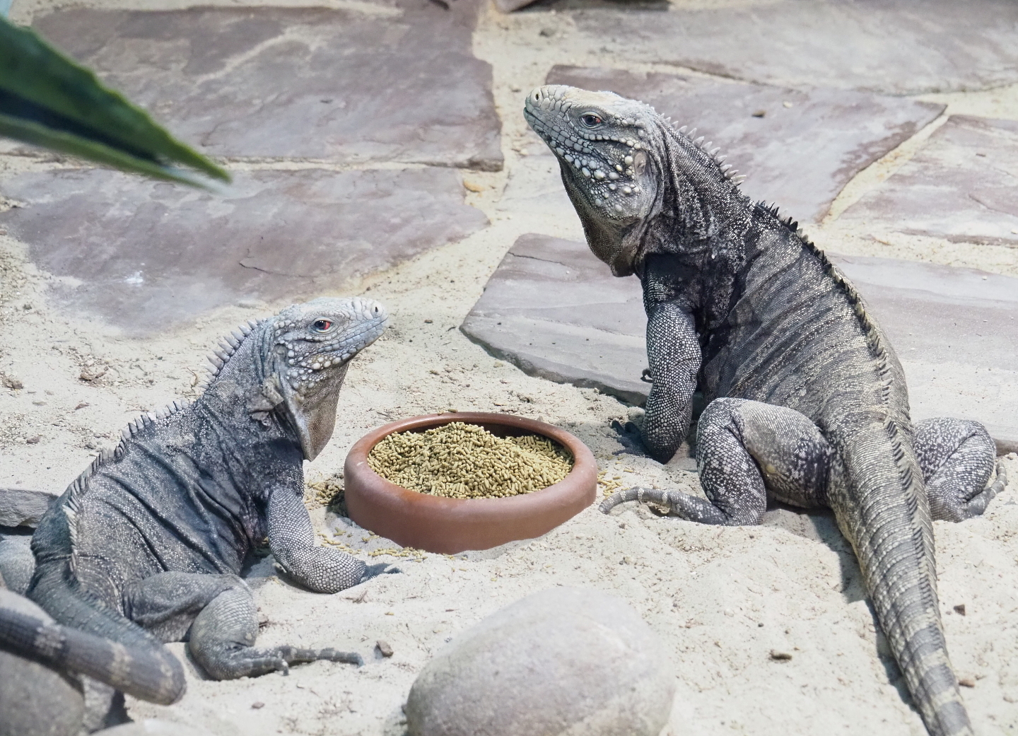 Cuban iguanas (Cyclura nubila nubila), 2021-09-03
