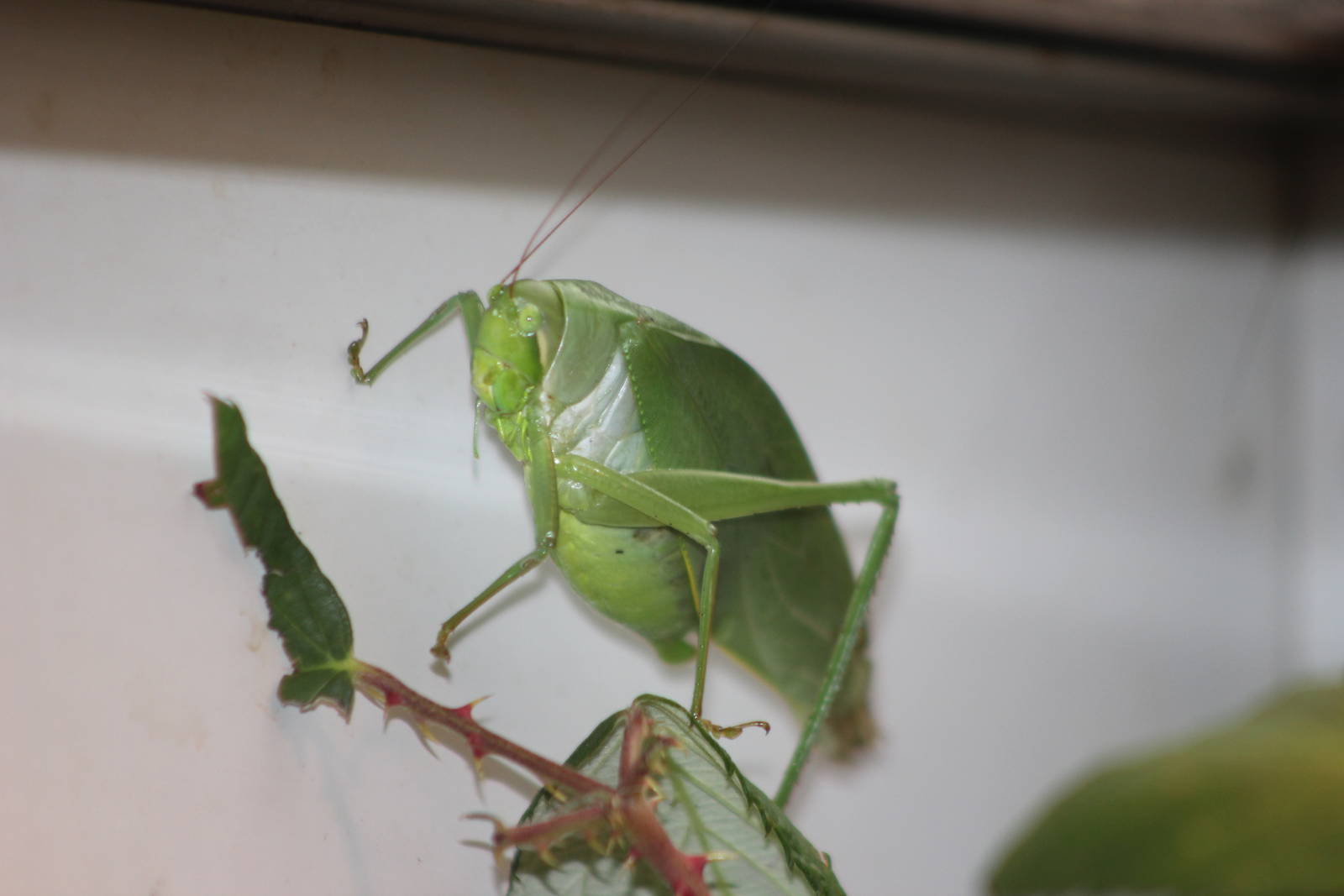 Cuban katydid