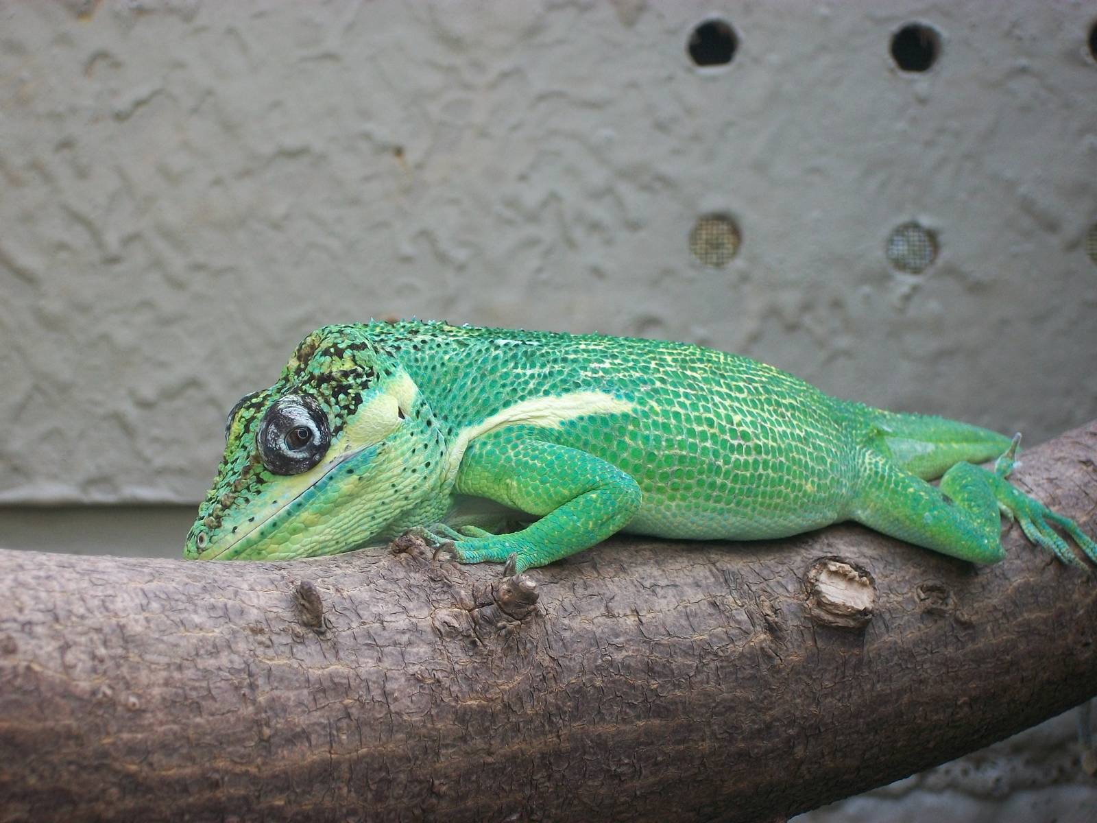 Cuban Knight Anole 21st May 2013