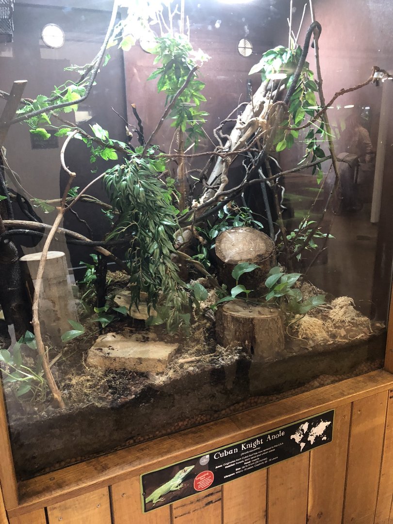 Cuban Knight Anole Enclosure at Cannon Hall Farm (May 2022)
