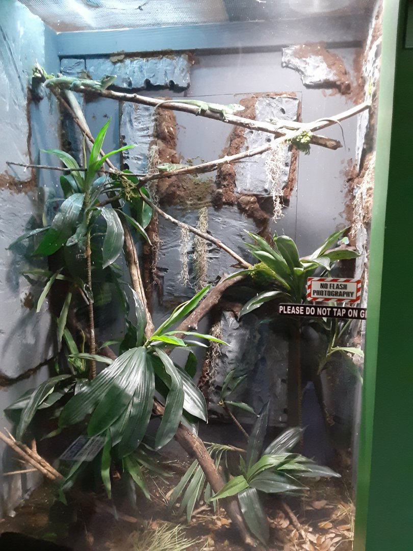 Cuban Knight Anole Exhibit