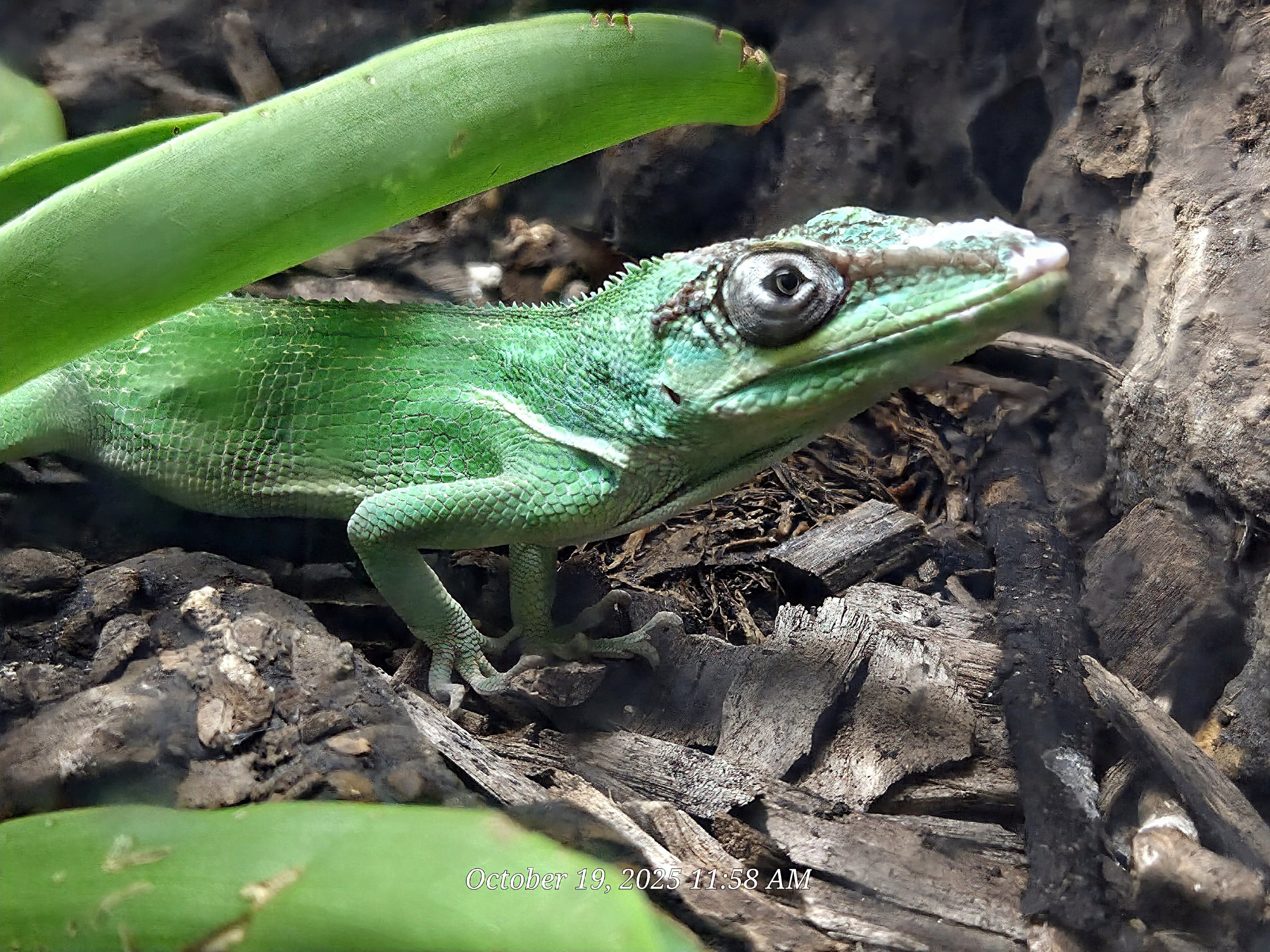 Cuban Knight Anole - Rainforest Adventures
