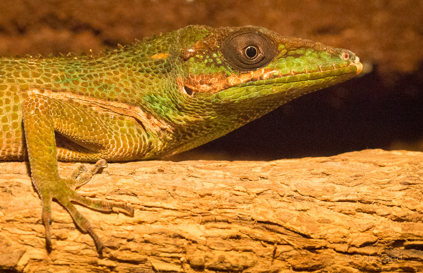 Cuban knight anole : Wingham : 13 Oct 2014
