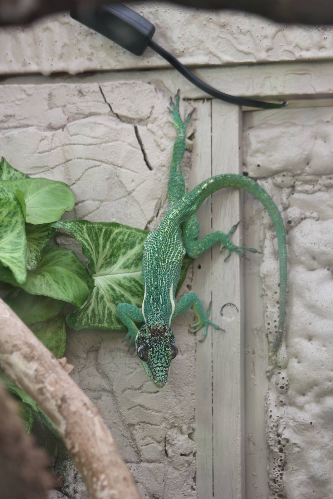 Cuban knight anole