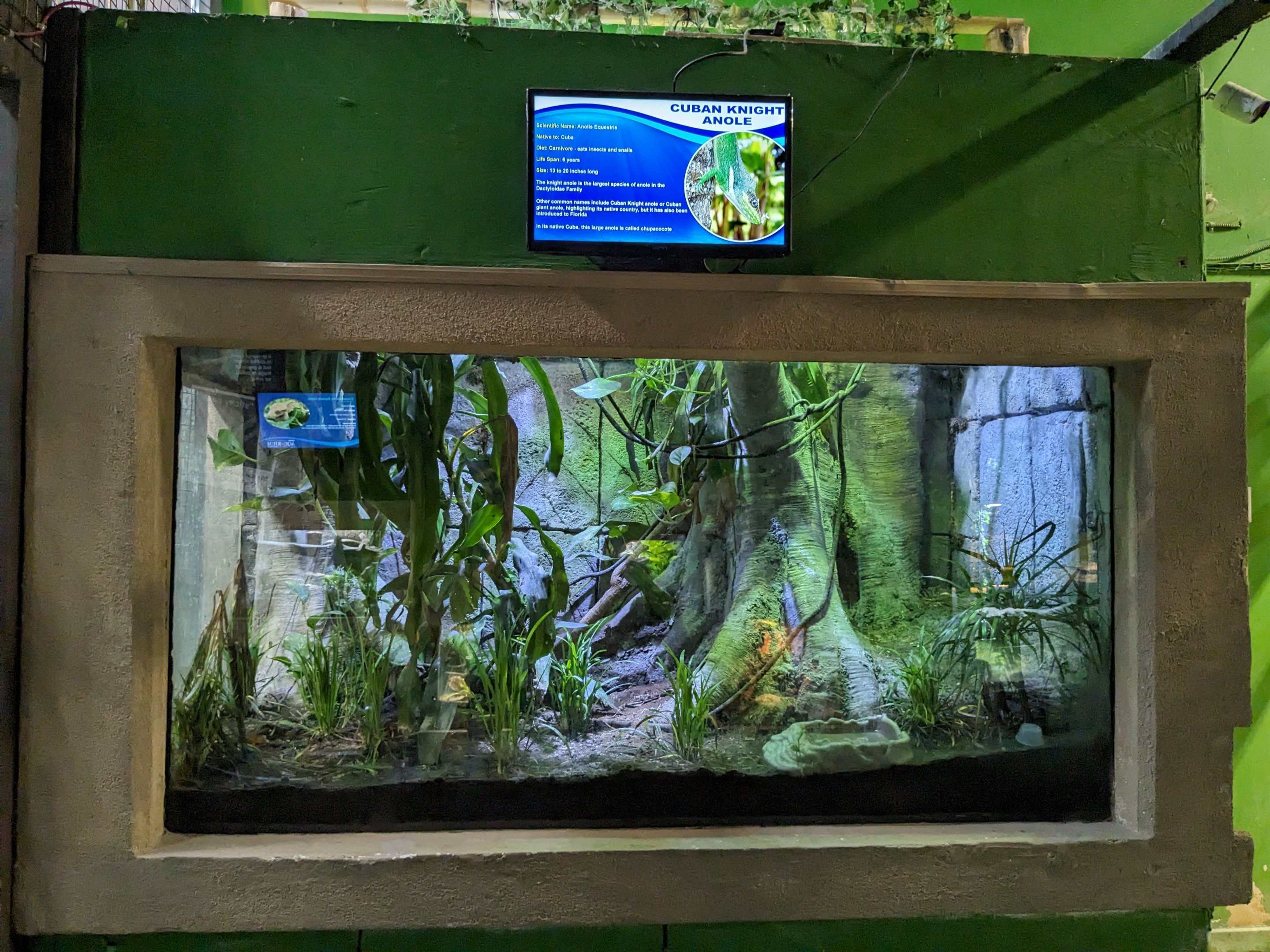 Cuban knight anole