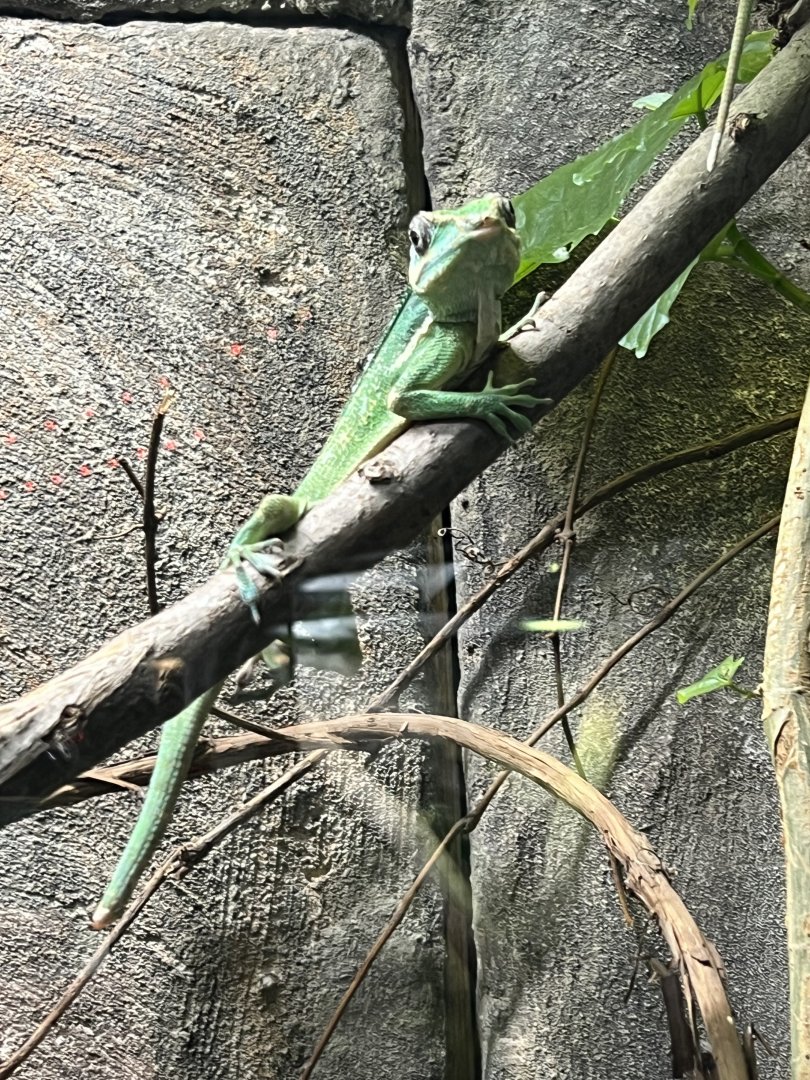 Cuban Knight Anole