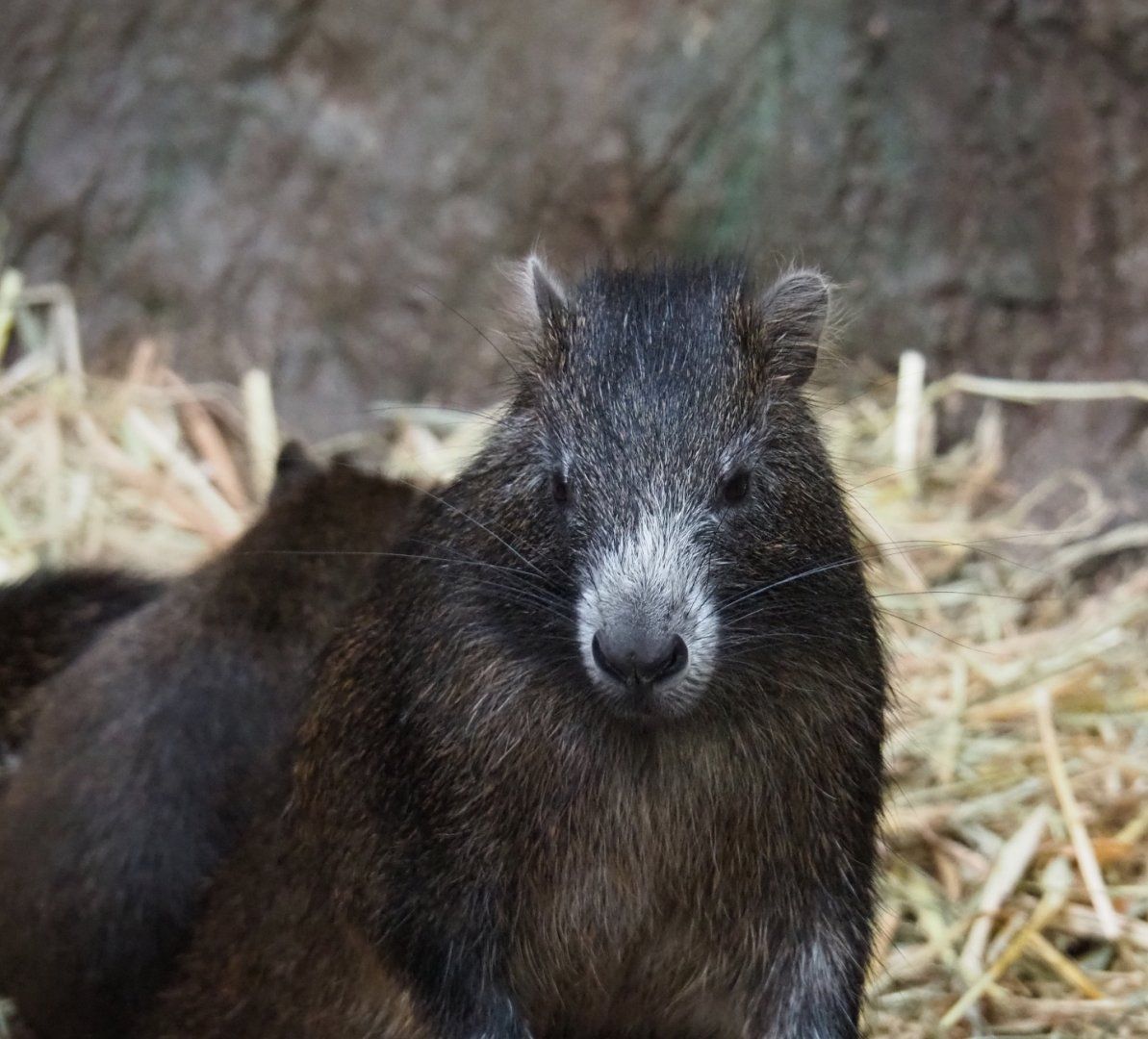 Cuban or Desmarest's hutia (Capromys pilorides), Nov 10th, 2018