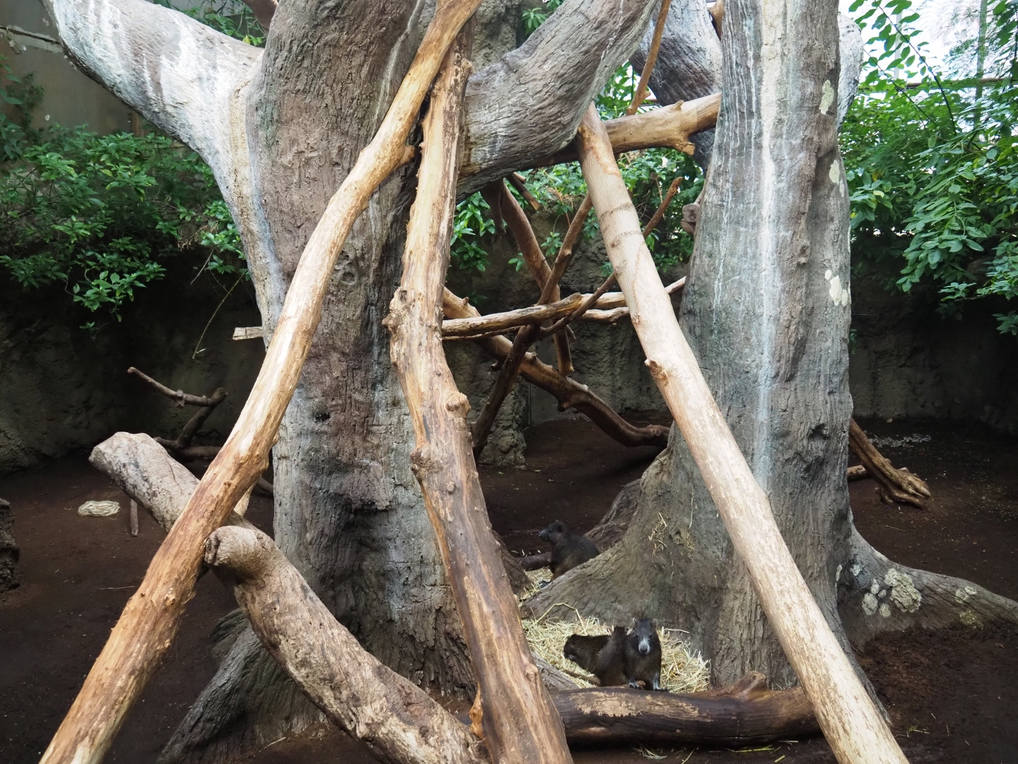 Cuban or Desmarest's hutia exhibit (Nov 10th, 2018)