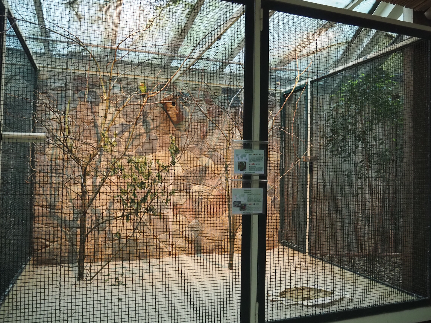 Cuban parakeet and Painted bunting aviary, 2024-05-22