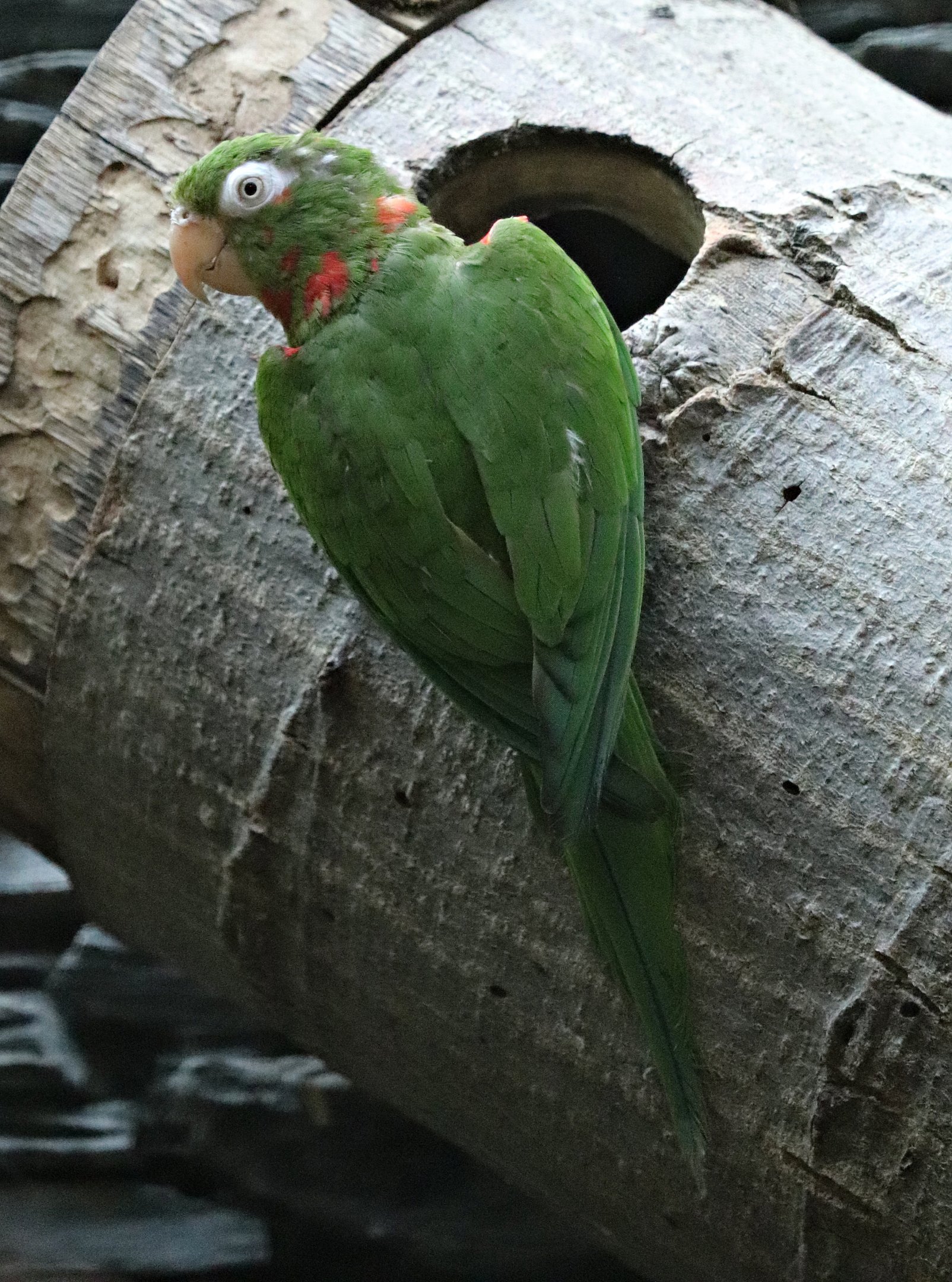 Cuban parakeet (Psittacara euops) - Parrot house