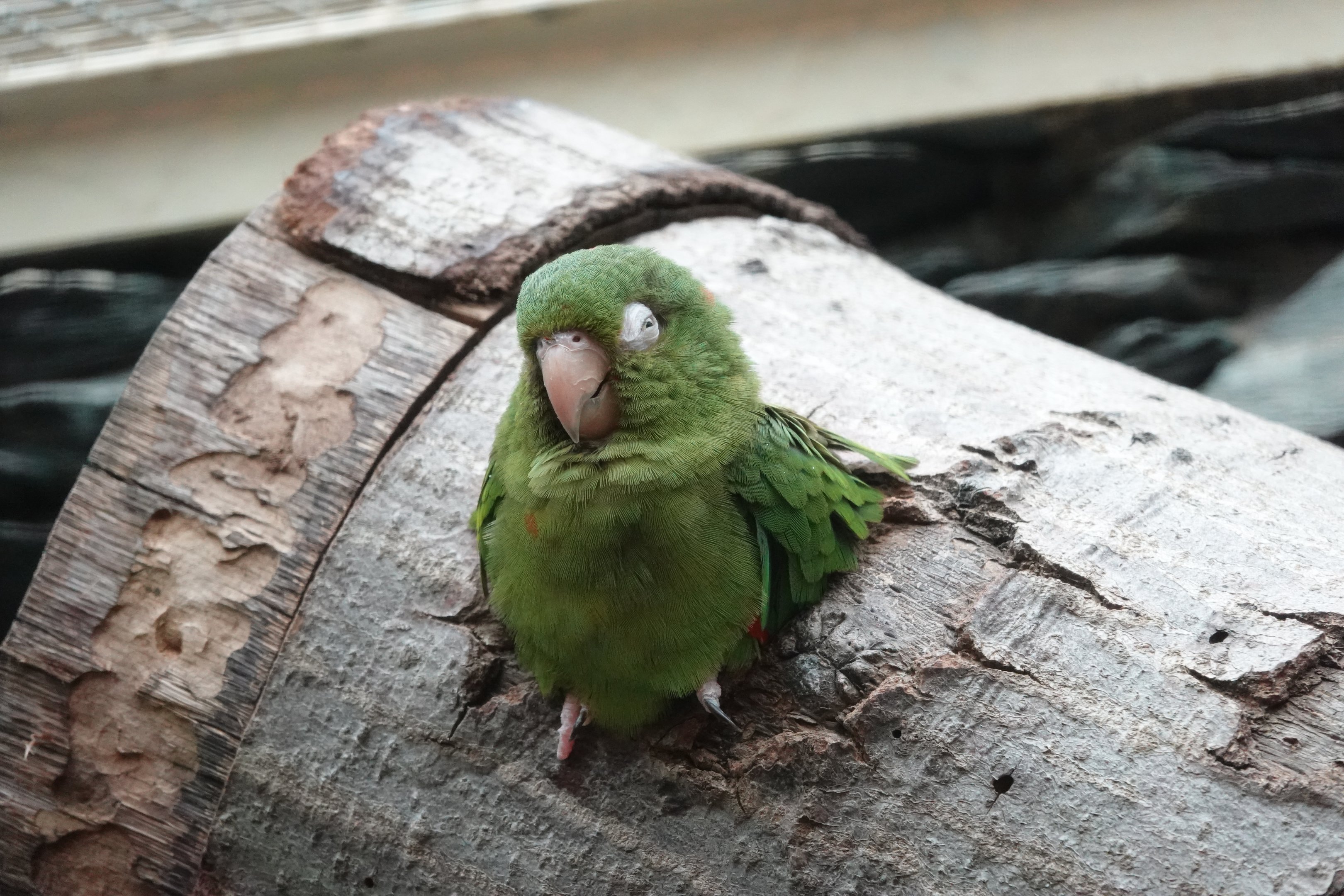 Cuban parakeet
